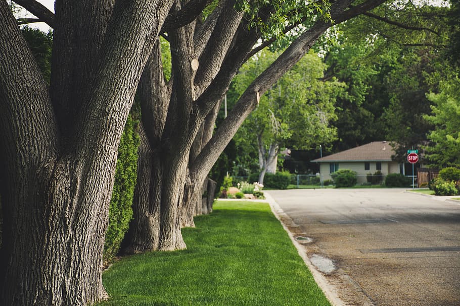 Brown Trees Surrounded by Green Grass, bench, daylight, environment HD wallpaper