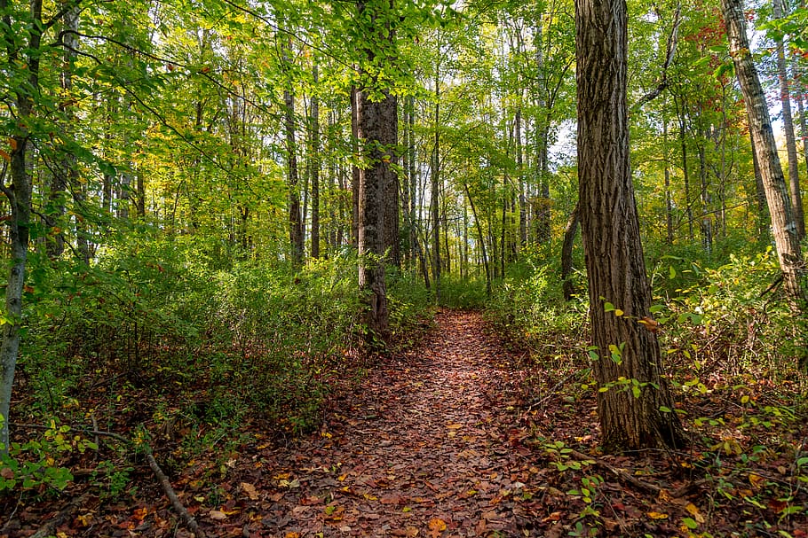 trees, forest, woods, trail, fall, autumn, park, lost, nature HD wallpaper