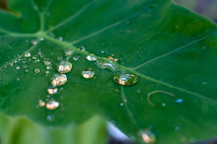 dew drops, leaf, the garden, fresh, background, season, frost HD wallpaper
