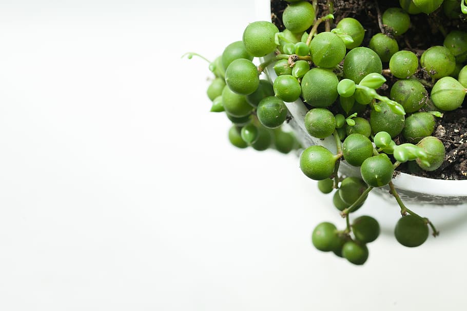 green cherries, plant, grapes, fruit, food, plants, potted plant HD wallpaper