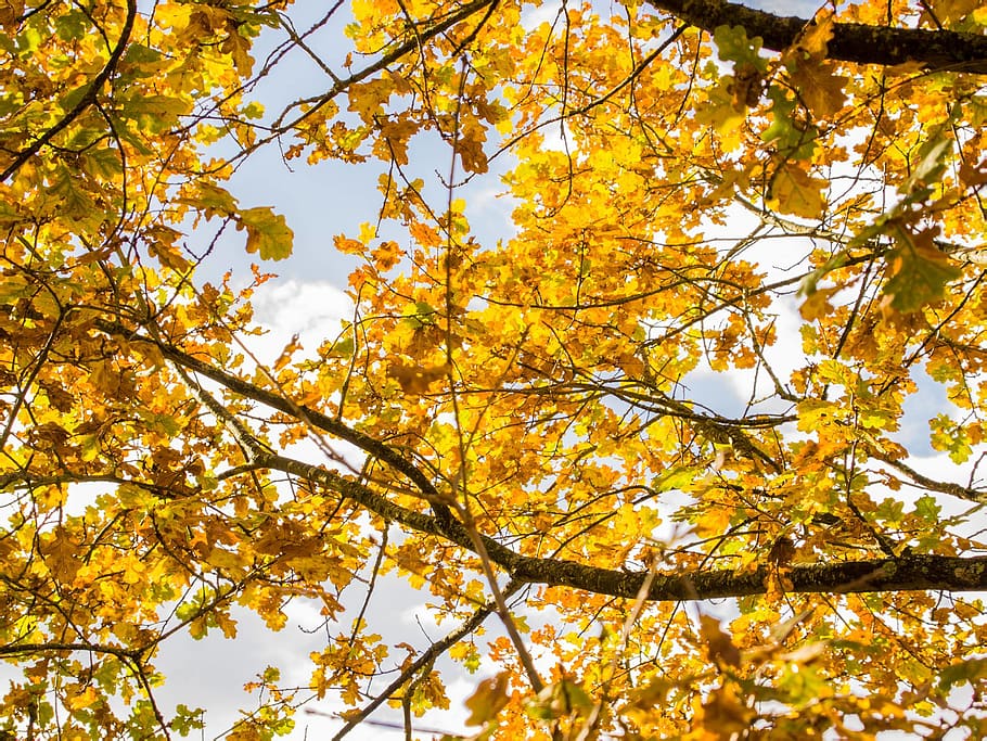 borntobe, blur, colour, yellow, orange, sun, sky, tree, autum HD wallpaper