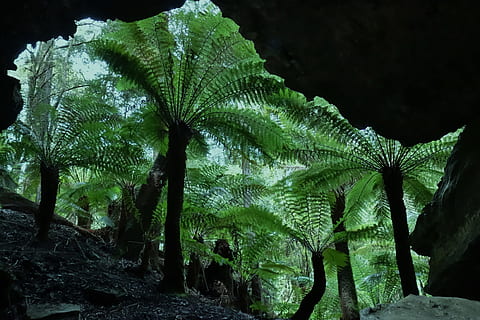 Tree ferns viewed through cave entrance, forest, nature, frond HD wallpaper