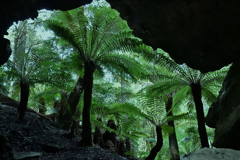 Tree ferns viewed through cave entrance, forest, nature, frond