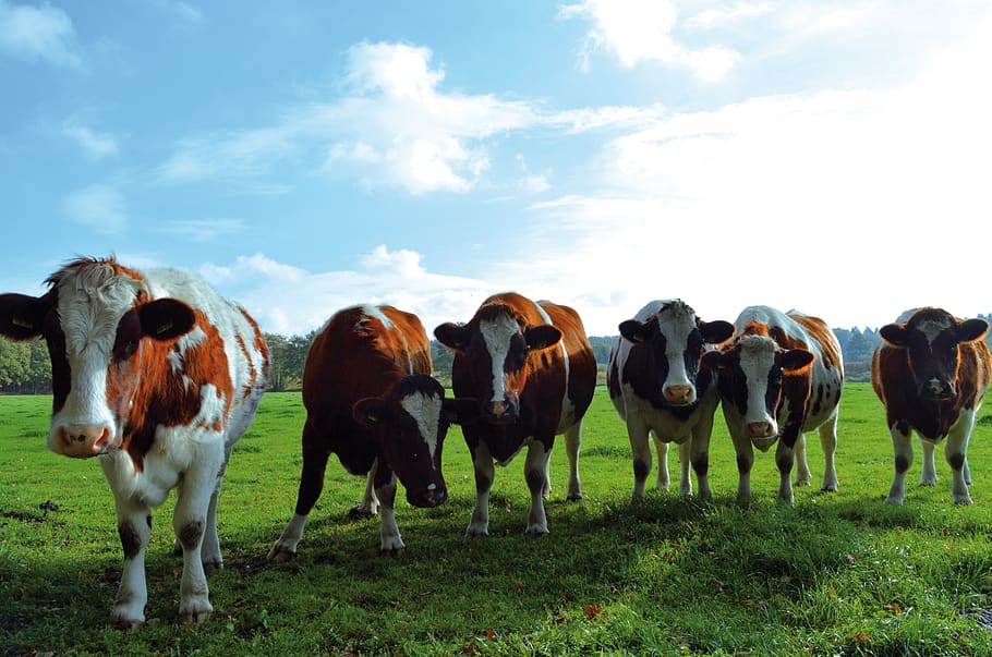 cows, pasture, curious, sky, agriculture, domestic, pets, domestic animals HD wallpaper