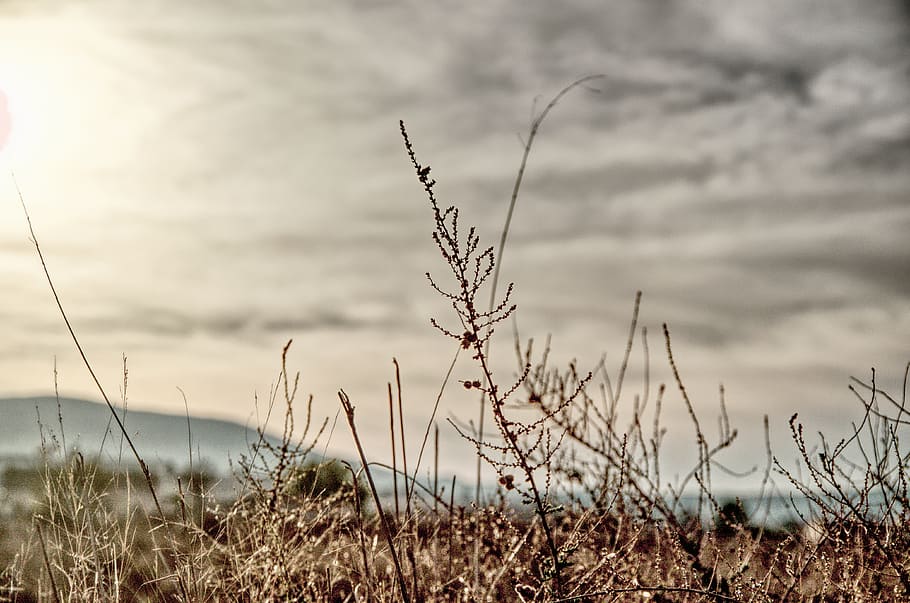 spain, sax, plant, growth, tranquility, beauty in nature, grass HD wallpaper
