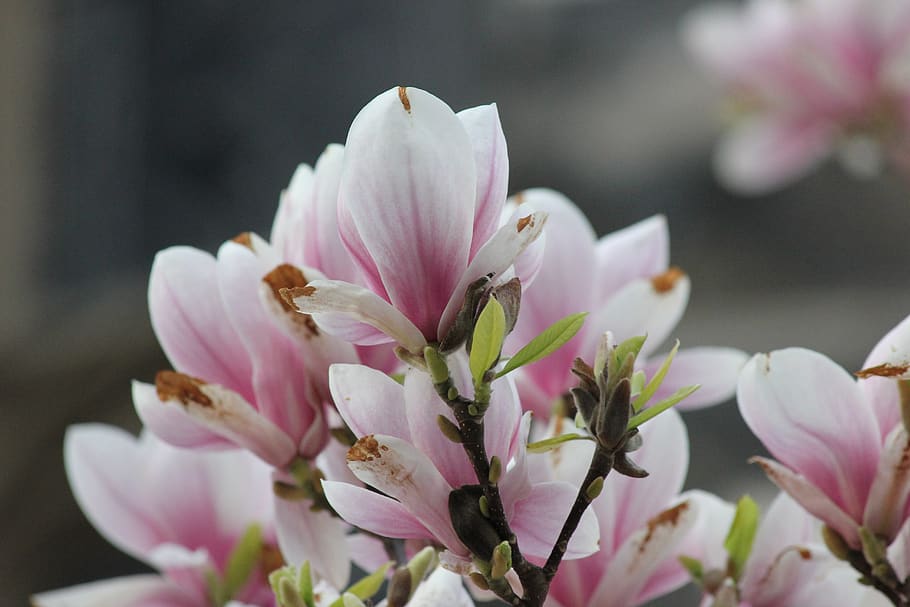 cherry blossoms, cherry tree, branch, flower, flowering plant HD wallpaper
