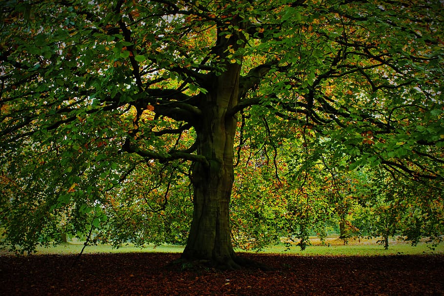 trees, green, autumn, forest, leaves, fall, plant, growth, beauty in nature HD wallpaper