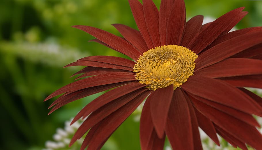 flower, blossom, bloom, 3d, nature, plant, summer, flora, garden HD wallpaper