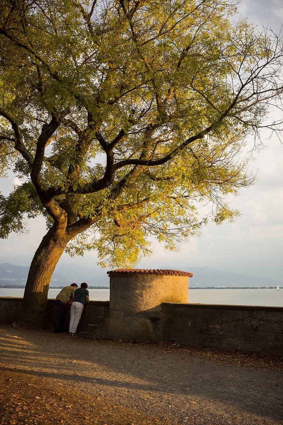 germany, lindau, summer, tree, couple, woman, sunset, orange HD wallpaper