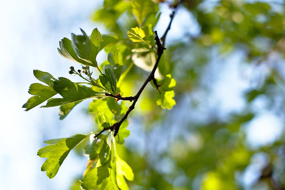 sheet, spring, foliage, plant, branch, forest, sun, heaven HD wallpaper