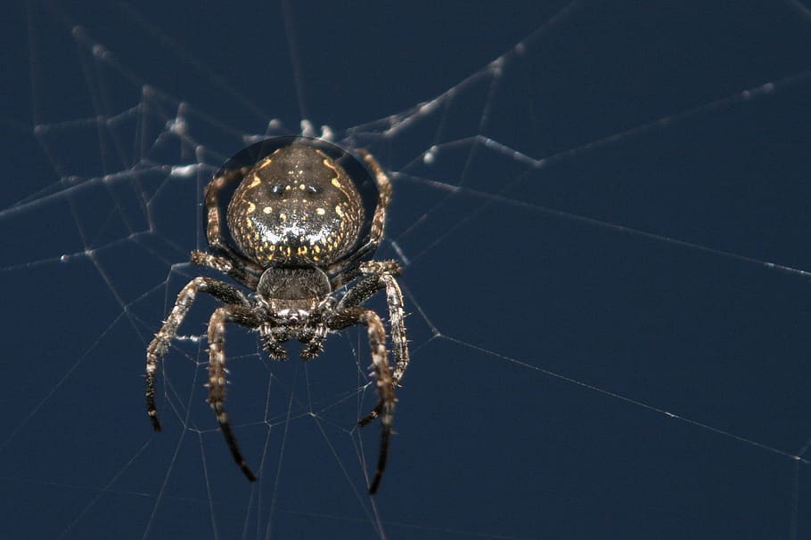 spider, web, cobweb, close up, cobwebs, araneus, animal world, HD wallpaper