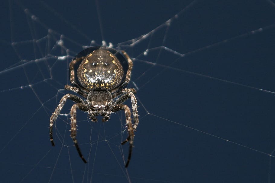 spider, web, cobweb, close up, cobwebs, araneus, animal world HD wallpaper