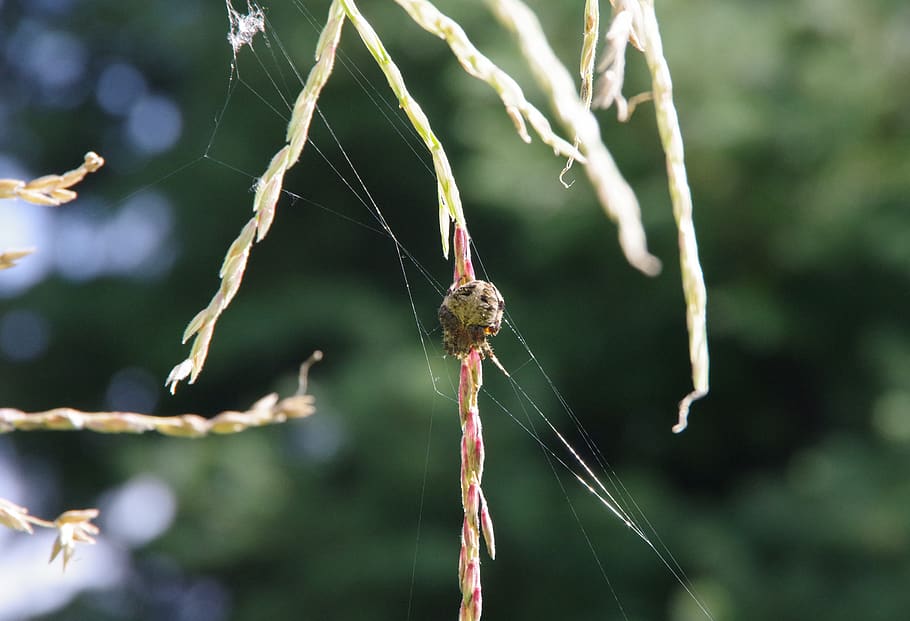 spider, large, arachnid, web, insect, bug, focus on foreground, HD wallpaper