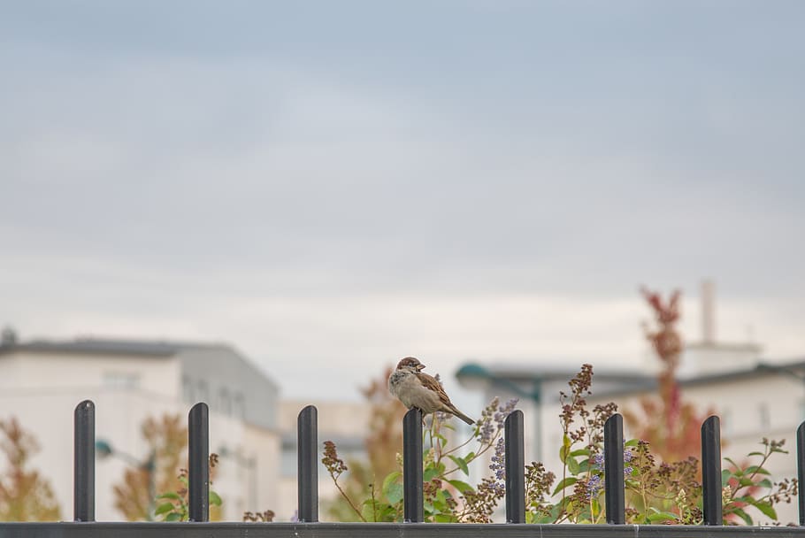 Brown Small Beaked Bird on Fence, blur, buildings, clouds, daylight HD wallpaper