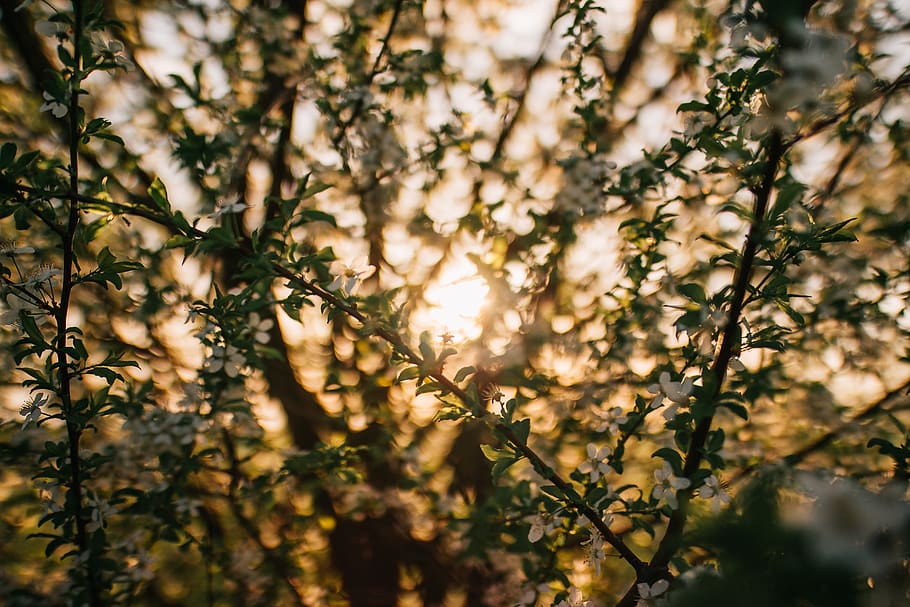 green leafed plant, tree, sunlight, conifer, flora, branch, birch HD wallpaper