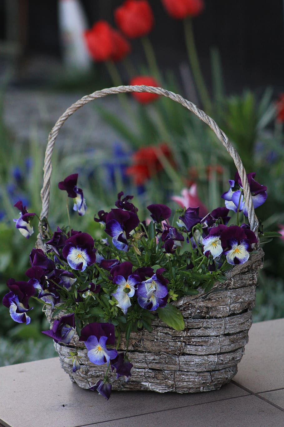 Photo of Violet Flowers On Basket, beautiful, bloom, blooming HD wallpaper
