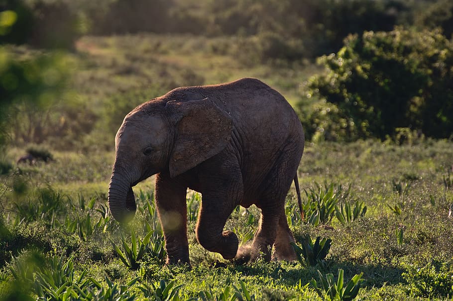 elephant, sunset, child, cute, tiny, wildlife, africa, evening HD wallpaper