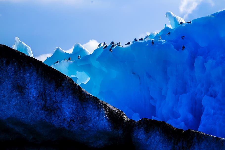 Group of Penguins Walking on Iceberg, clouds, cold, daylight HD wallpaper