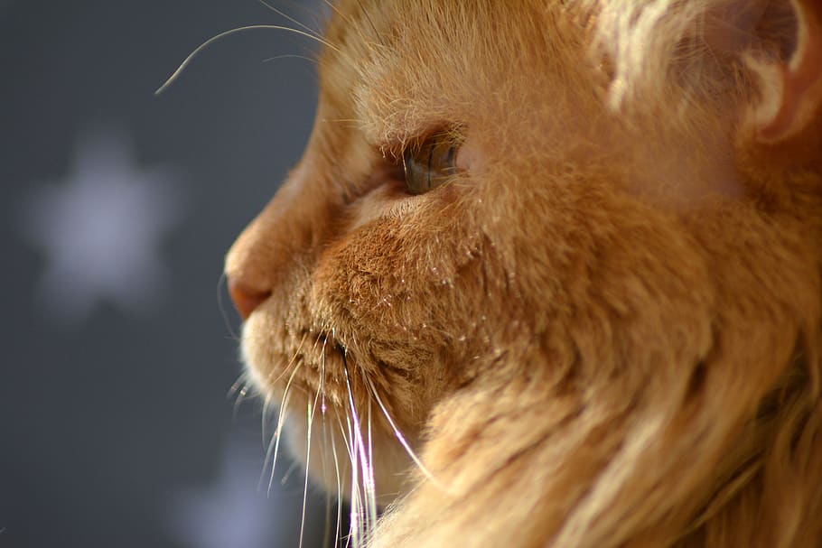 cat, profile, red, nose, cat nose, schnätzchen, cat schnäutz chen HD wallpaper