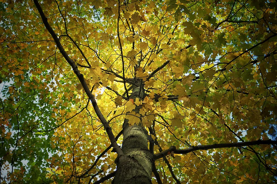 tree, forest, fall, plant, low angle view, autumn, branch, beauty in nature HD wallpaper