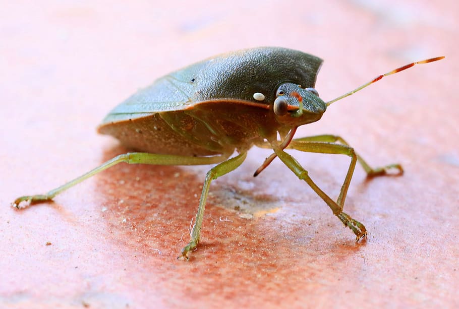 bug, insect, nature, close up, macro, animal, garden, spring HD wallpaper