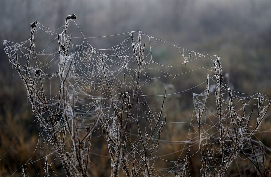 spider web, drops, dew, morning, autumn, water, wet, focus on foreground HD wallpaper