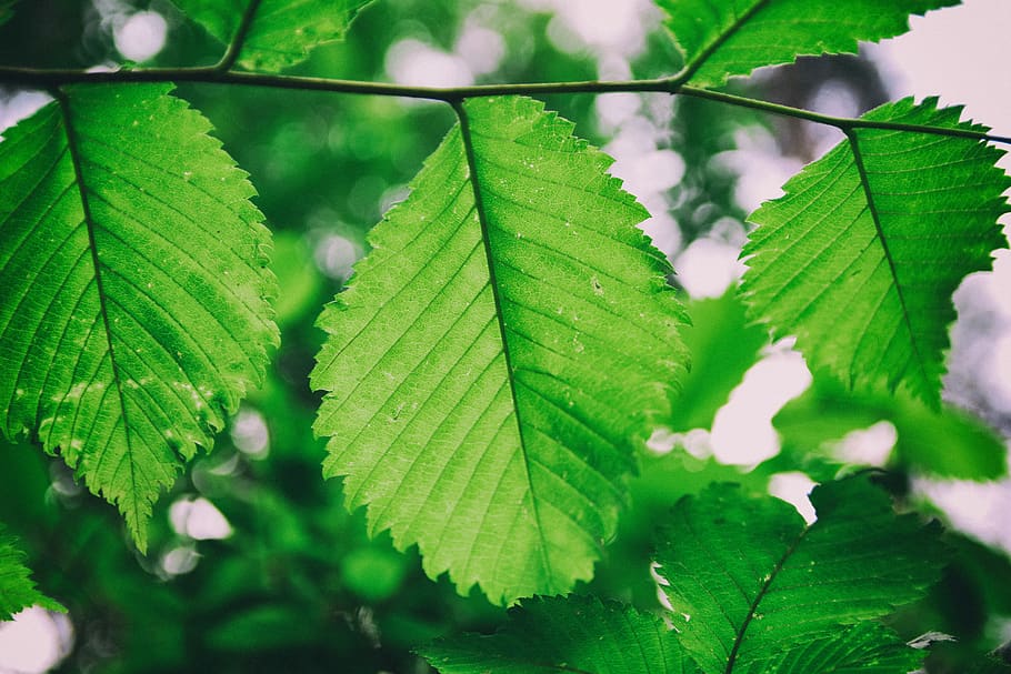 summer, foliage, green, leaf, plant part, green color, growth HD wallpaper