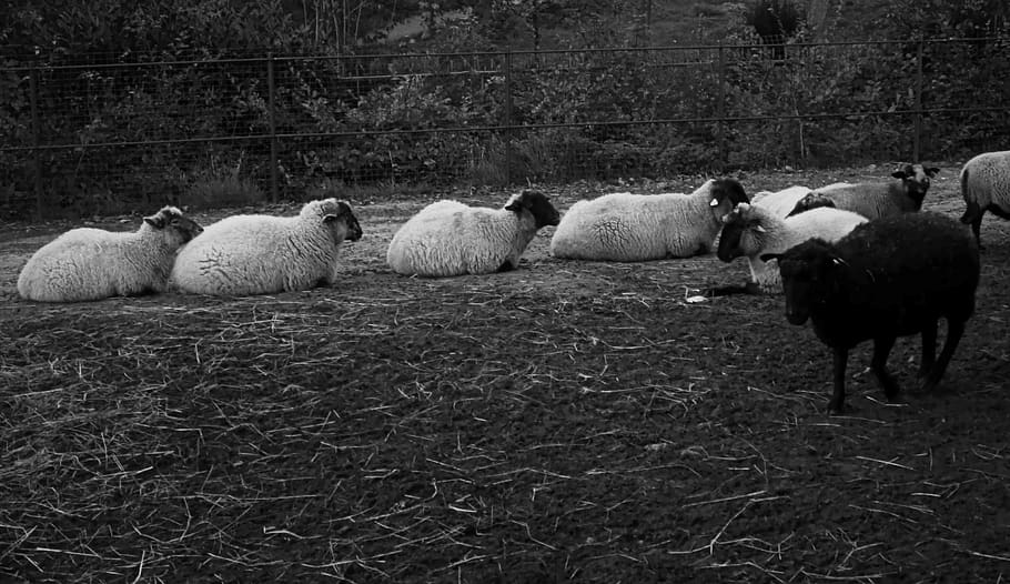 sheep, livestock, group of animals, animal themes, domestic animals HD wallpaper