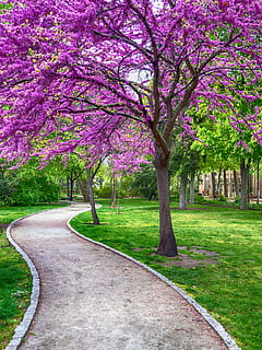 spring, beautiful, wallpaper, tree, park, madrid, flower, plant HD wallpaper