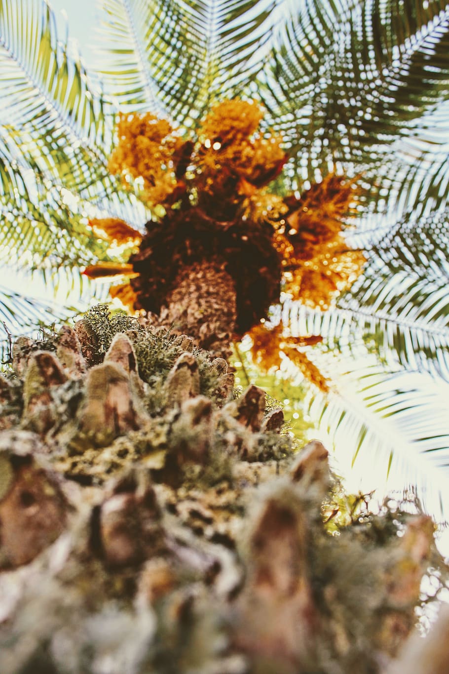 Low-angle Photography of Palm Tree, color, environment, light HD wallpaper