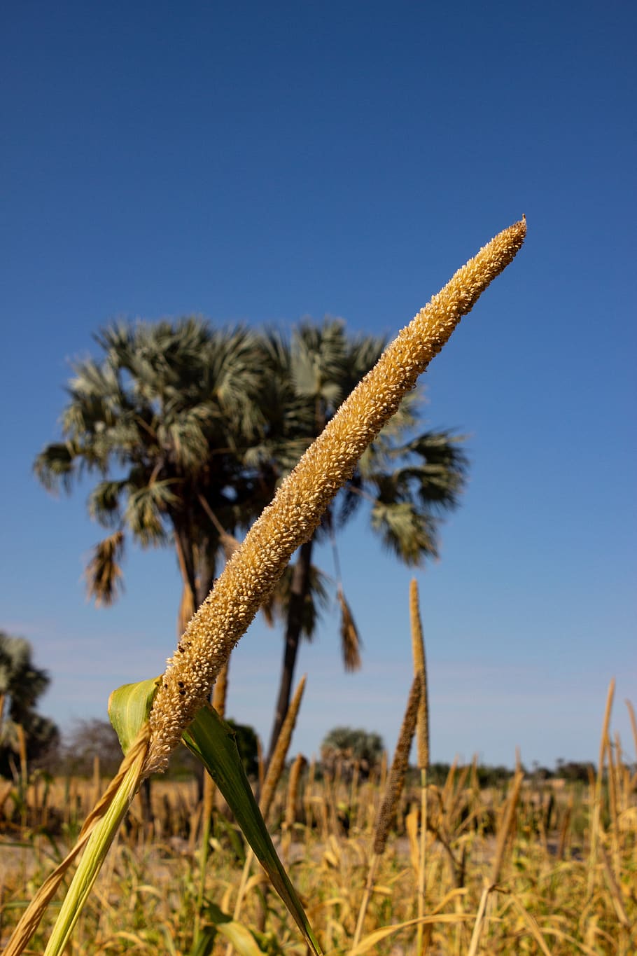 vegetation, plant, grass, namibia, tree, bush, oshana region HD wallpaper