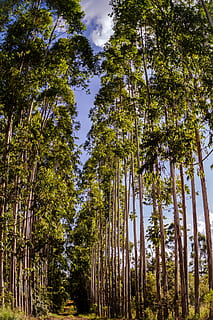 trees, path, road, farm, árvores, caminho, estrada, fazenda HD wallpaper