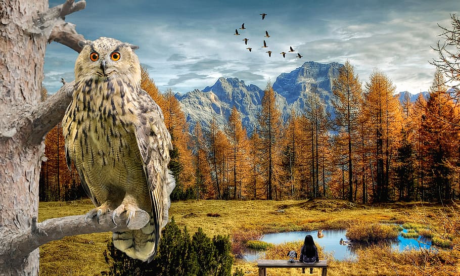 clouds, owl, tree, duck, animal, pond, girl, landscape, branch HD wallpaper
