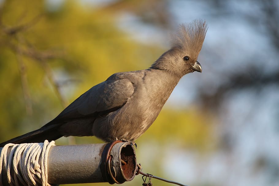 bird, pole, nature, animal themes, vertebrate, one animal, animal wildlife HD wallpaper