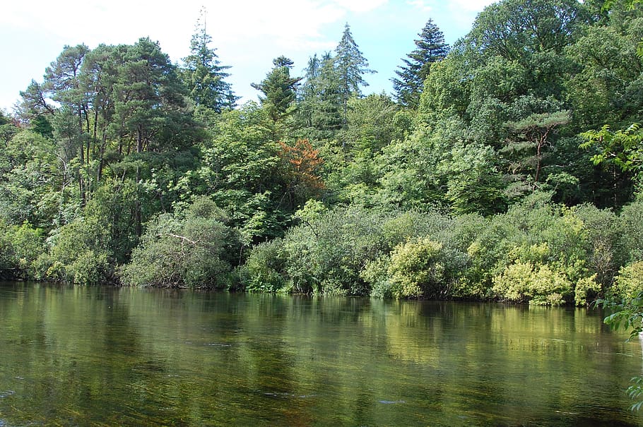 green, river, ireland, trees, nature, landscape, summer, forest HD wallpaper
