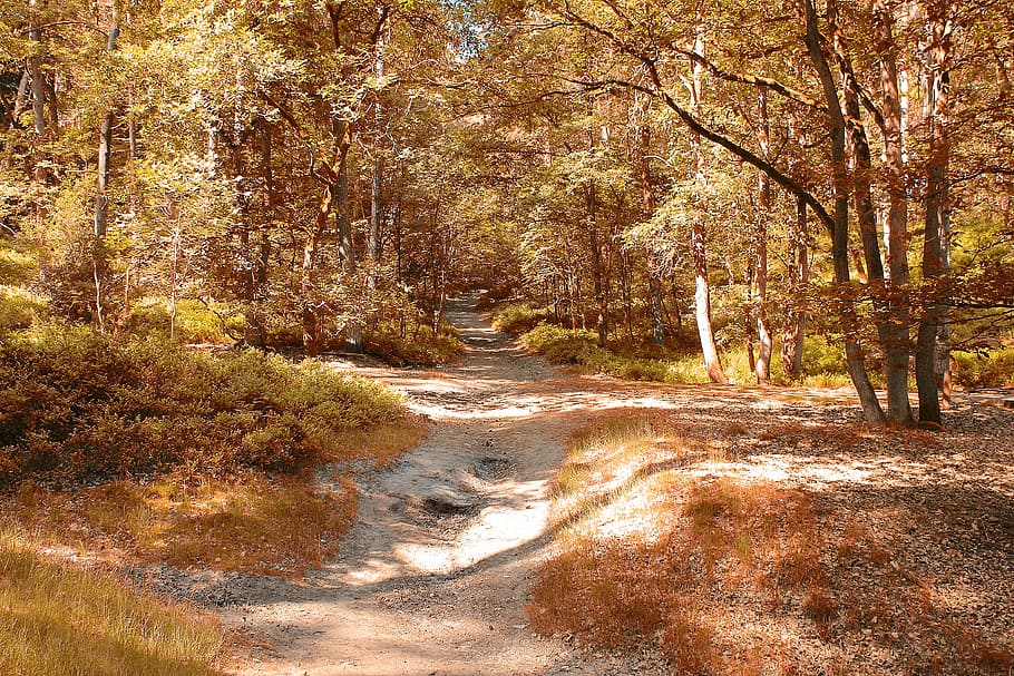 autumn, trees, woods, forest, road, dirtroad, raysofthesun HD wallpaper