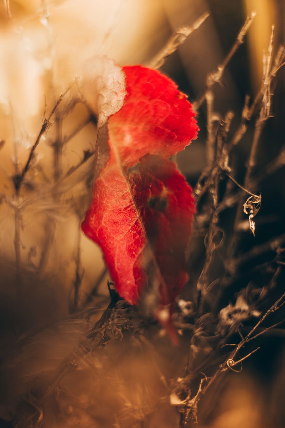 germany, lich, eberstadt, plant, red, close-up, nature, selective focus HD wallpaper