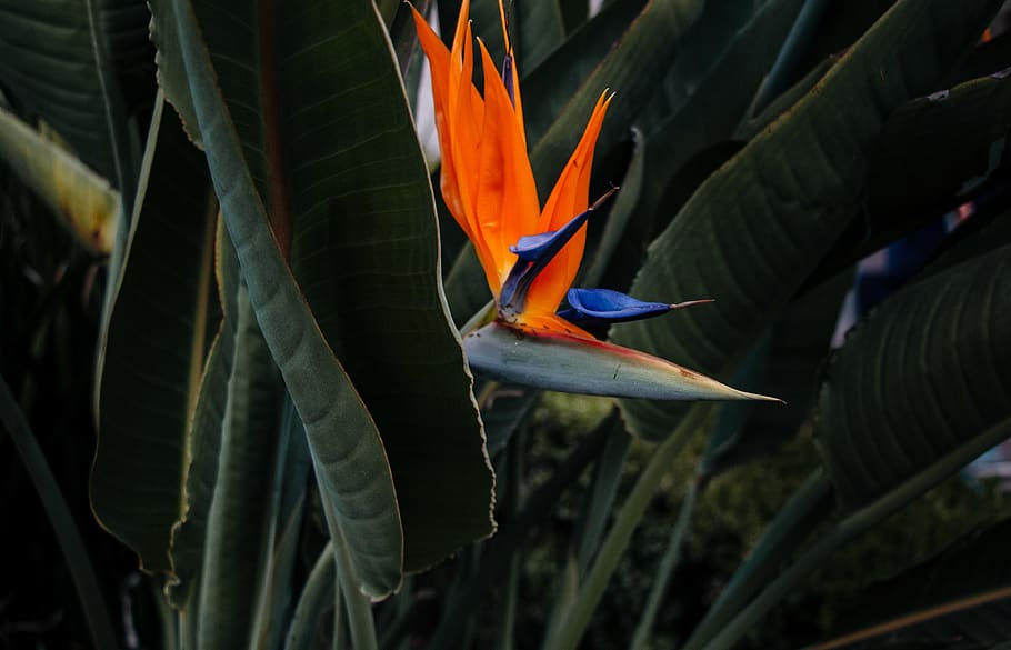 flower, plants, colour, bird of paradise - plant, plant part HD wallpaper