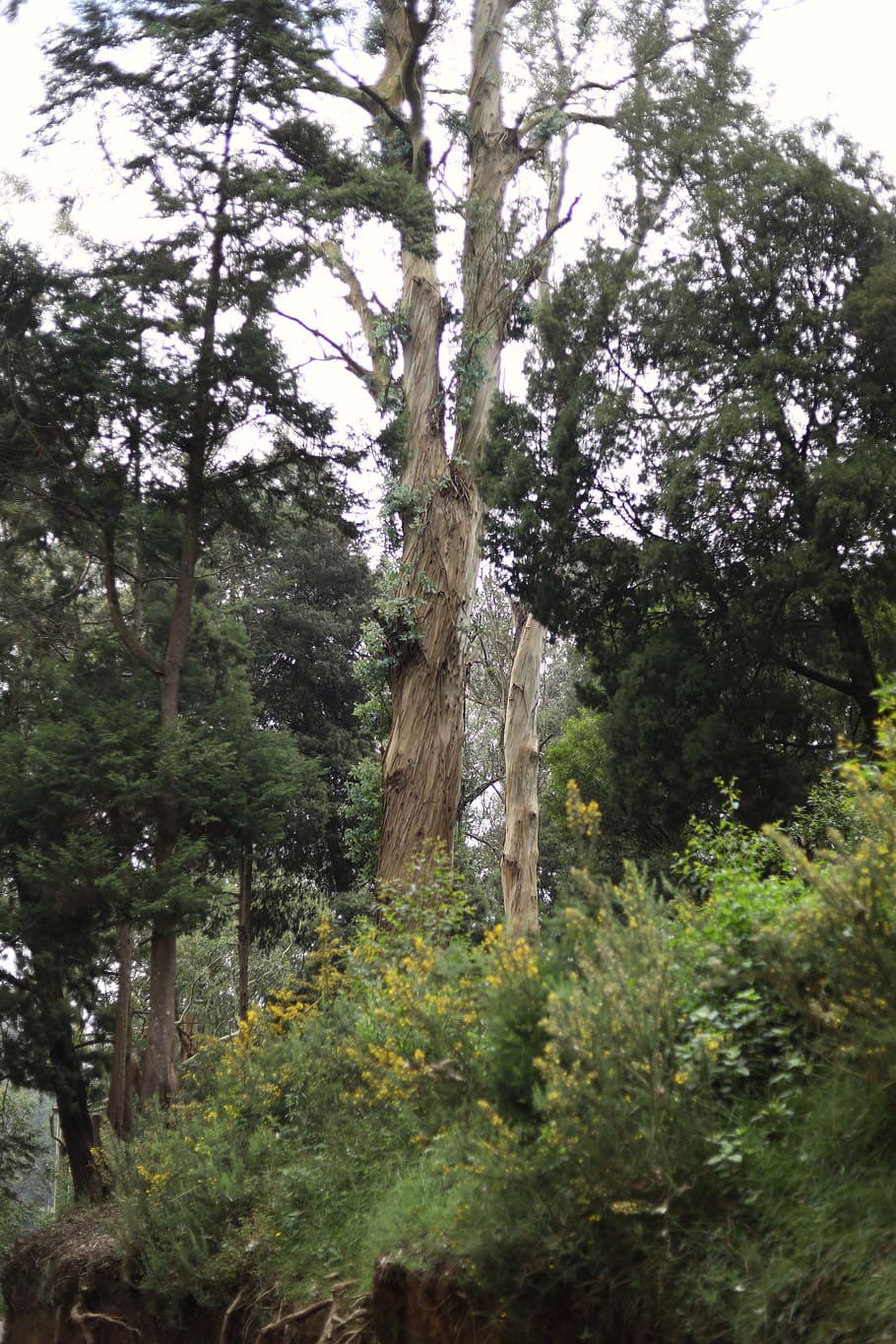 trees, green, plant, forest, land, growth, nature, trunk, tree trunk HD wallpaper