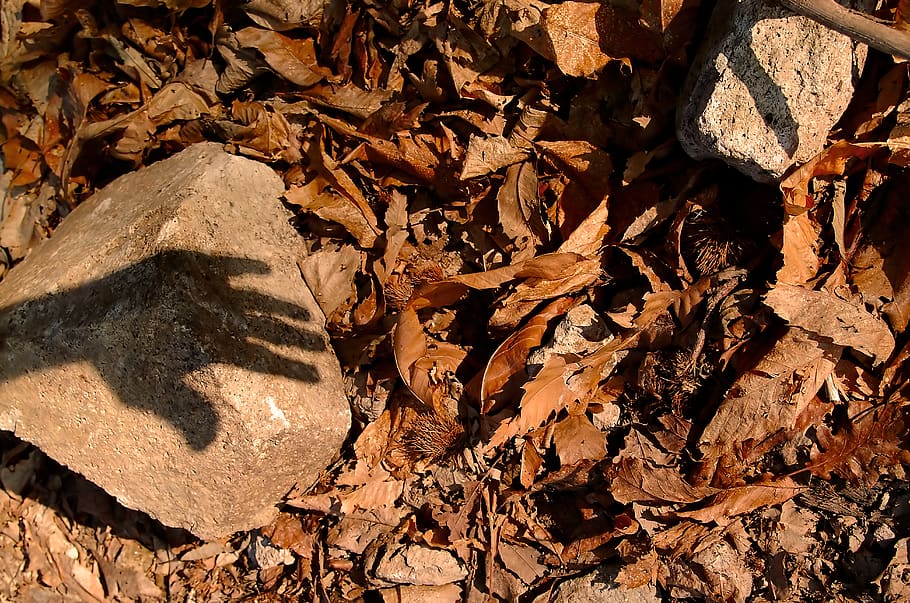 ground, plant, leaf, rubble, maple, nature, fashion, white HD wallpaper