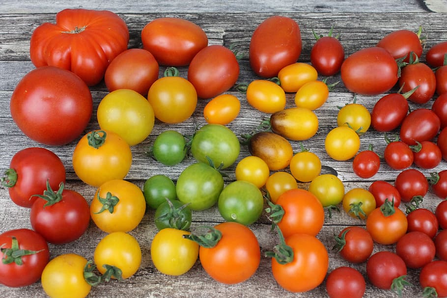 tomato, tomatoes, diversity, old varieties, vegetables, red, HD wallpaper