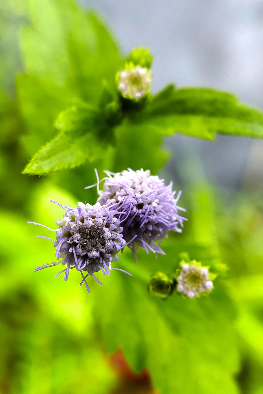 flowers, macro, micro, zoom, purple, pollination, flowering plant HD wallpaper