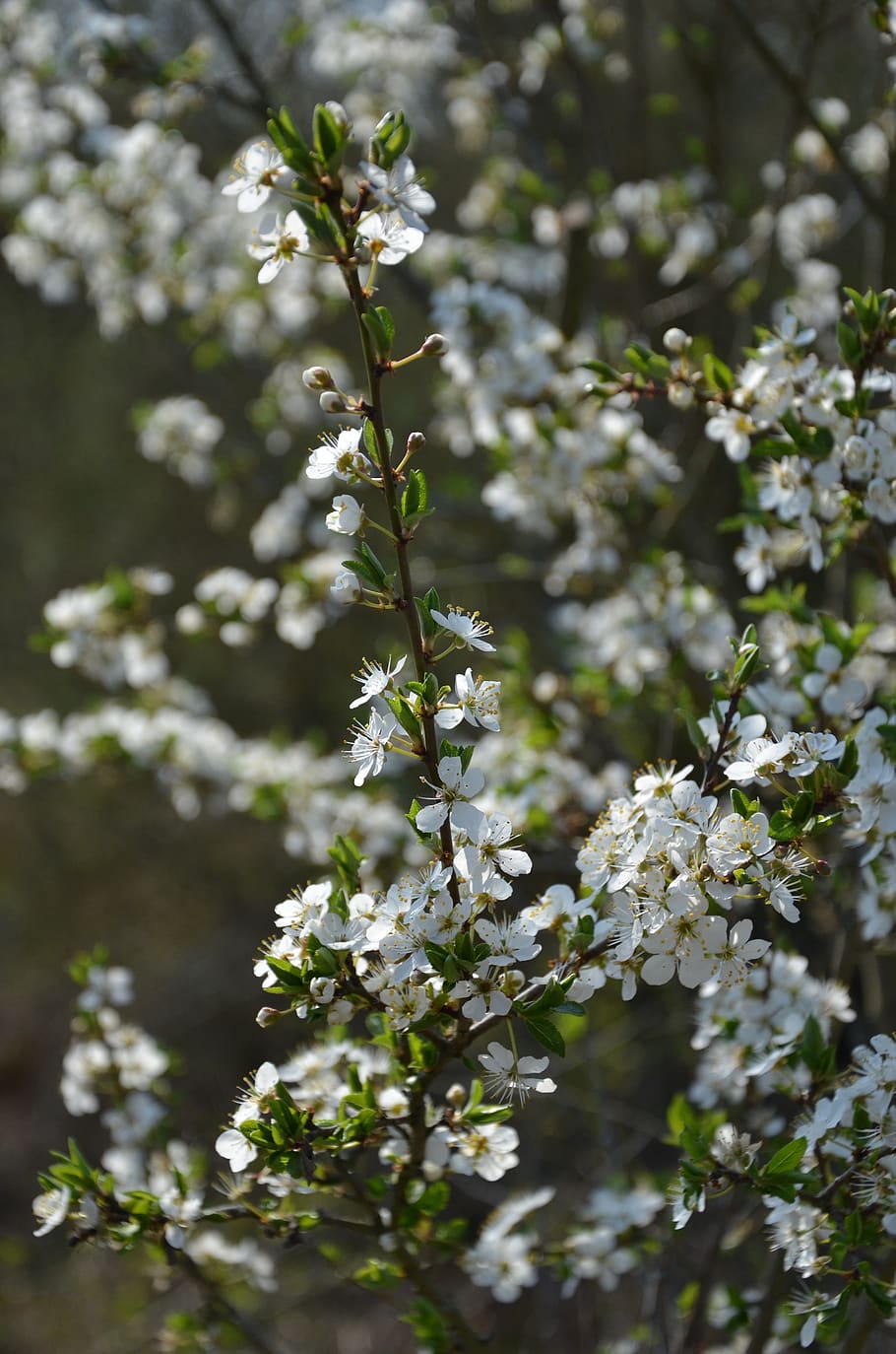 blossom, bloom, spring, white, nature, decorative, flowering plant HD wallpaper