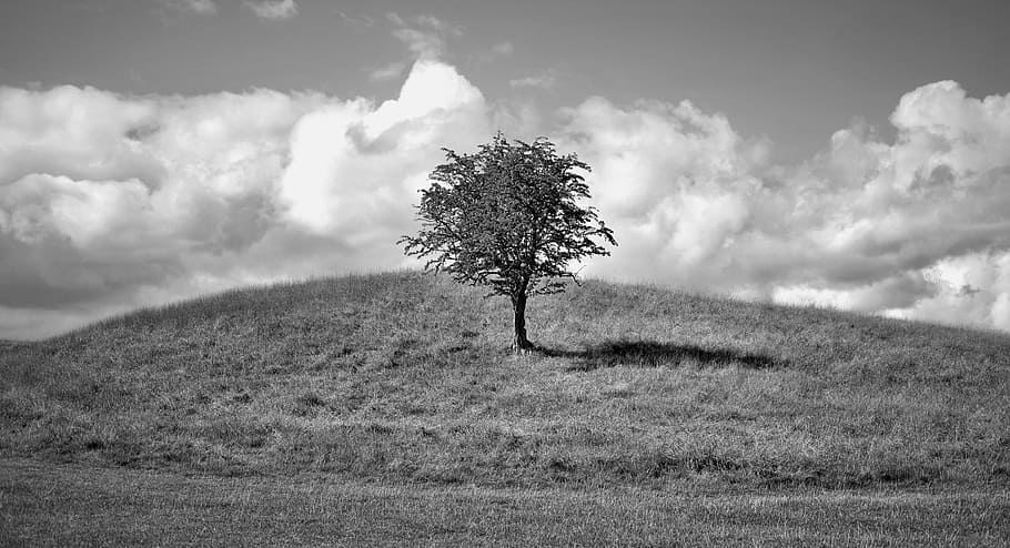 Monochrome Photo of a Tree on Hill, black-and-white, calm, clouds HD wallpaper