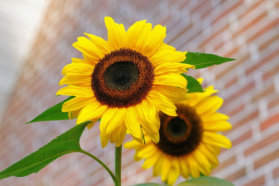 Yellow Sunflower Macro Photographyt, bloom, blossom, flora, flowers HD wallpaper