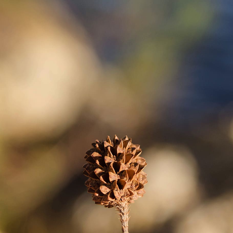 united states, cape coral, trees, seed, bokeh, macro, close-up HD wallpaper