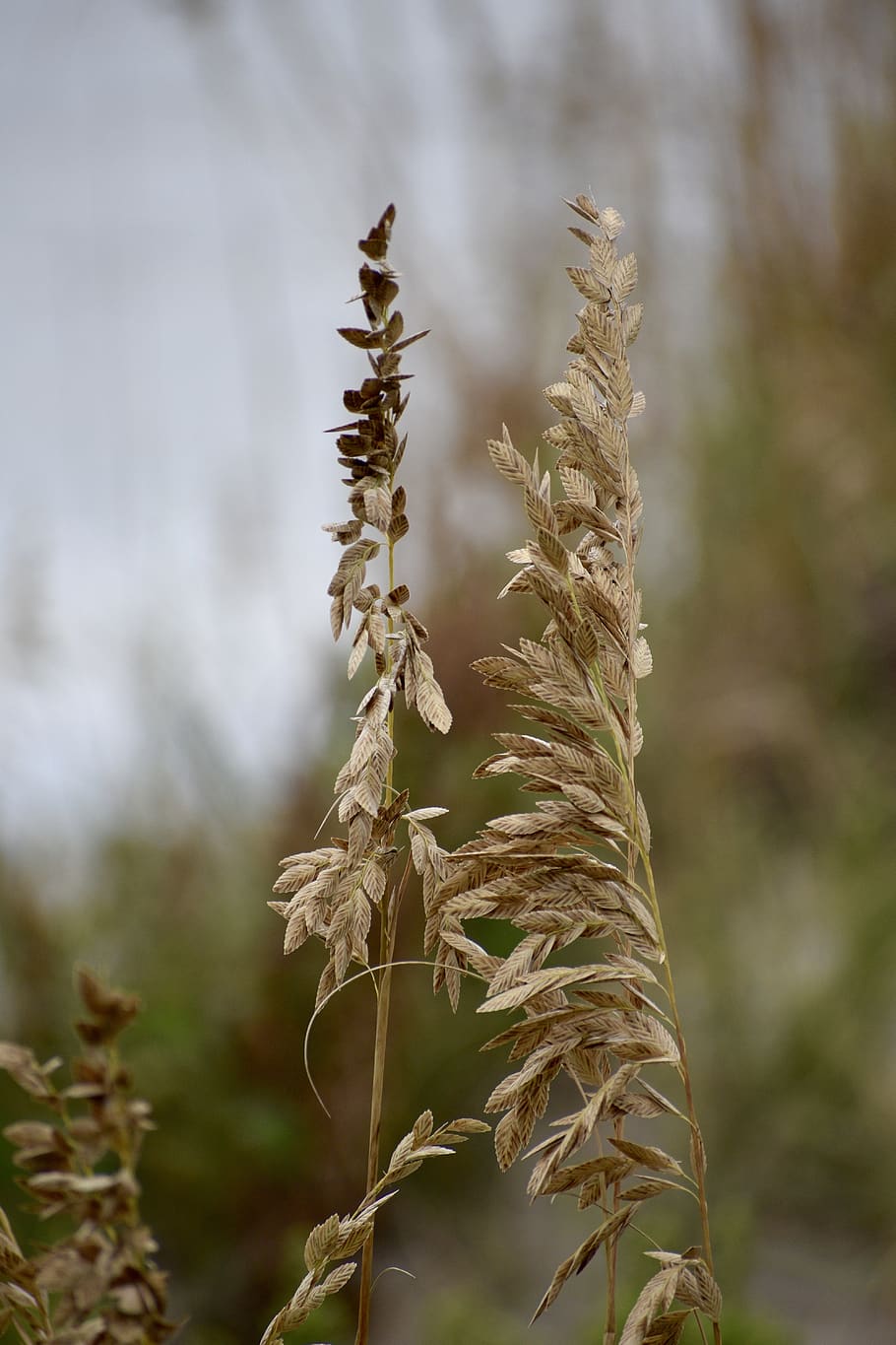 sea oat grass, weed, sand, shore, beach, coast, ocean, coastline, HD wallpaper