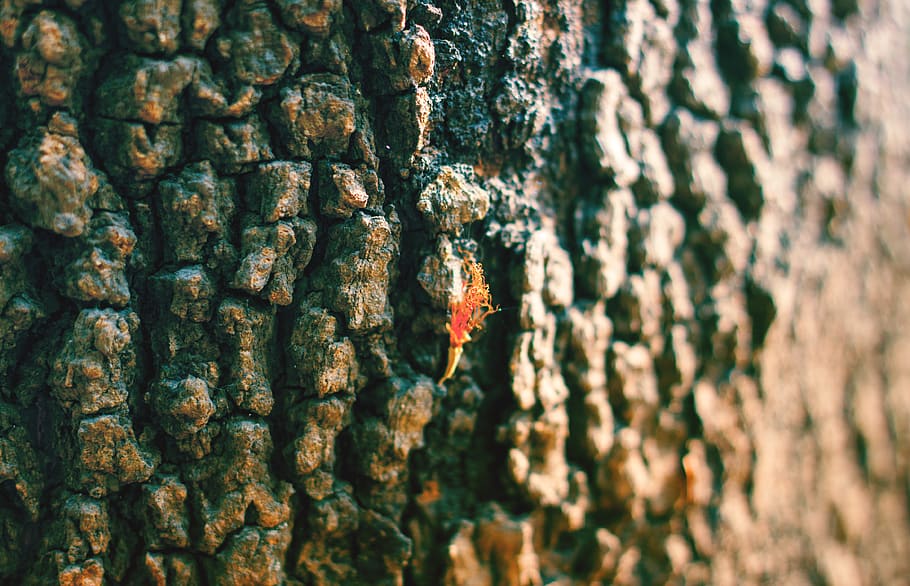 trees, macro, daylight, tree trunk, textured, close-up, pattern HD wallpaper