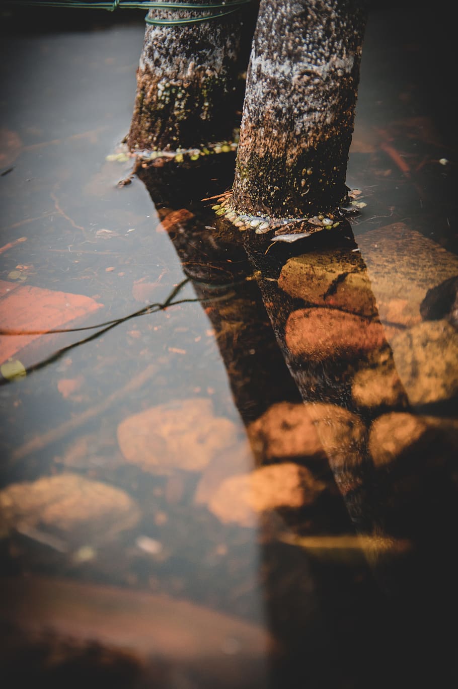plant, birch, flora, tree, greece, anafiotika, athina, rust HD wallpaper