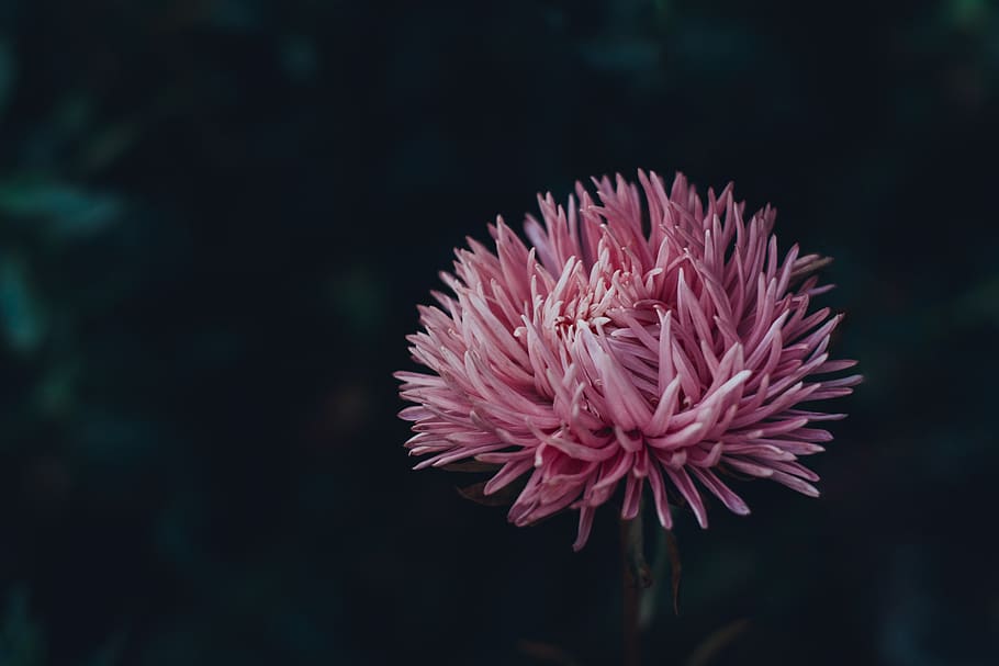 pink flower, beauty in nature, close-up, pink color, plant, fragility HD wallpaper